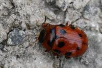 Gonioctena decemnotata