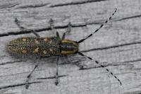 Saperda populnea