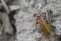 Rhagonycha nigriventris