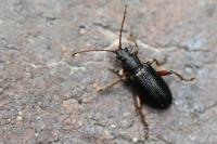 Plateumaris consimilis
