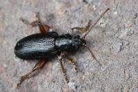 Plateumaris consimilis