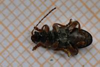 Plateumaris consimilis