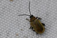 Lochmaea capreae