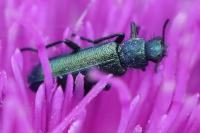 Psilothrix viridicoerulea