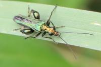 Oedemera nobilis