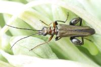 Oedemera flavipes