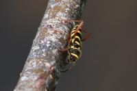 Clytus arietis