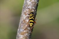 Clytus arietis
