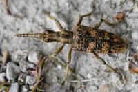 Rhagium sycophanta