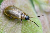 Lochmaea capreae
