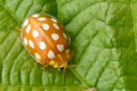Halyzia sedecimguttata