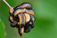 Gonioctena decemnotata