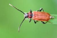Pyrrhidium sanguineum
