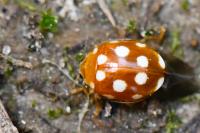 Vibidia duodecimguttata