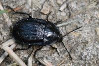 Phosphuga atrata