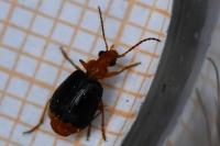 Lebia marginata