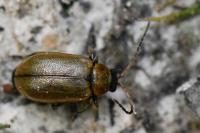 Lochmaea suturalis