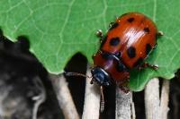 Gonioctena decemnotata