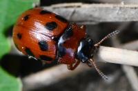 Gonioctena decemnotata