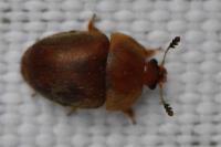 Cychramus luteus