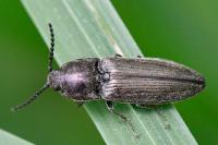 Cidnopus pilosus