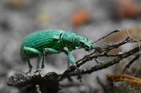 Polydrusus planifrons