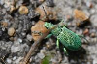 Polydrusus planifrons