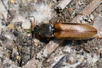 Athous vittatus