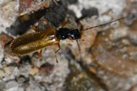 Rhagonycha lignosa