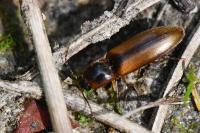 Dalopius marginatus