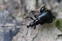Deporaus betulae