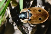 Dendroxena quadrimaculata