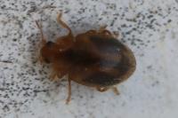 Rhyzobius chrysomeloides