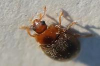 Rhyzobius chrysomeloides