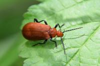 Pyrochroa serraticornis
