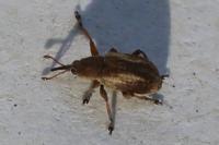Exapion fuscirostre