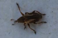 Exapion fuscirostre
