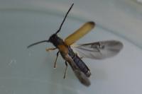 Tetrops praeustus