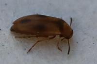 Anaspis maculata