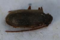 Ptinus rufipes