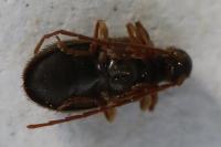 Ptinus rufipes