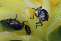 Mononychus punctumalbum