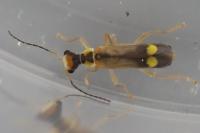 Malthinus seriepunctatus
