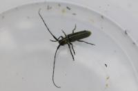 Agapanthia