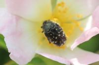 Oxythyrea funesta