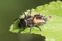 Harmonia axyridis