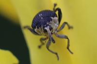 Mononychus punctumalbum