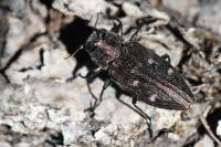 Chrysobothris affinis