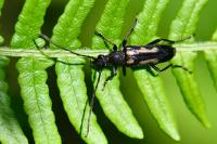 Anoplodera sexguttata