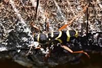 Clytus arietis